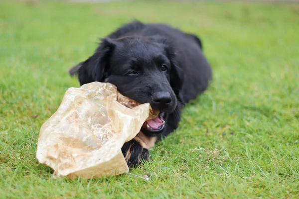 Welpen-Starterpaket: Kälberblasen, Rindersticks, Rinderlungen, Kaninchenohren (verschiedene weichere Snacks) – Bild 4