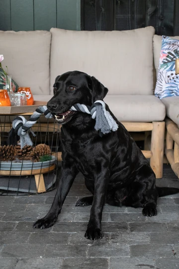 Floss Dental Rope, 100% Baumwolle, 3 Knoten, 55cm – Bild 3