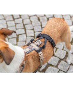 Panik-Adapter „Stay“ für Geschirre, sicherer Sitz durch Schlaufen im Rücken- und Bauchbereich, Neopren-Polsterung, stufenlos verstellbar, z.B. für Wanderung, Urlaub, Silvester (S, L)