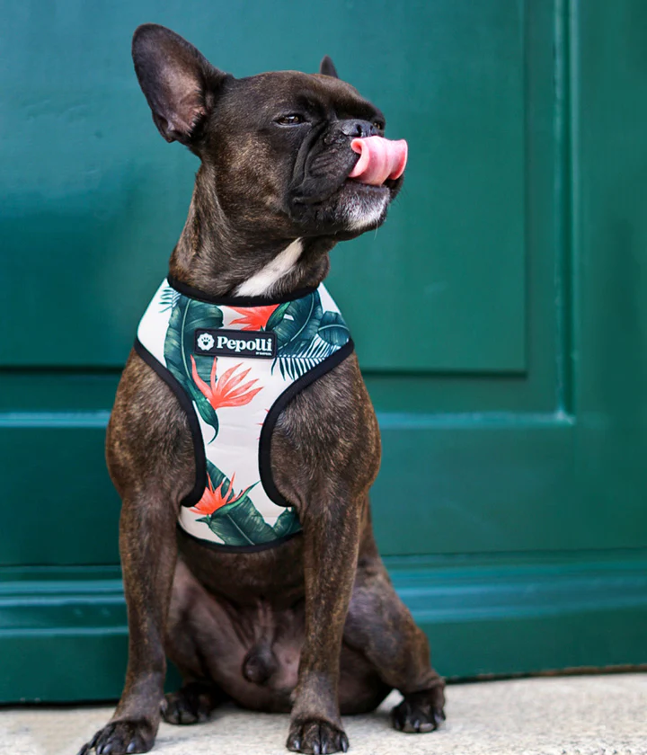 2in1 Soft-Geschirr, Hawai/Ethno (wendbar), S – Bild 4