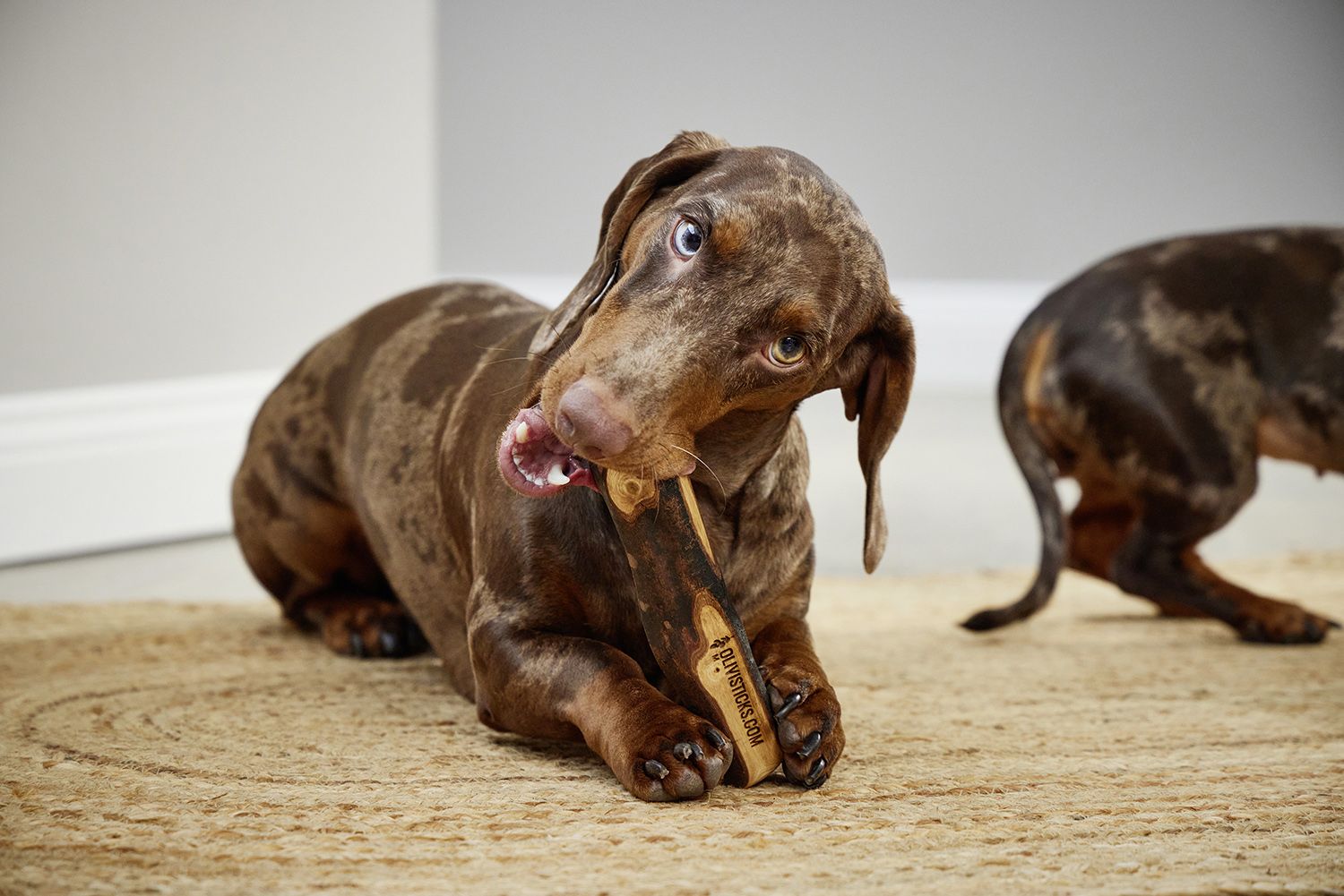 Kauholz „Olivi“ (100% Olivenholz mit Olivenöl verfeinert) S, M – Bild 4