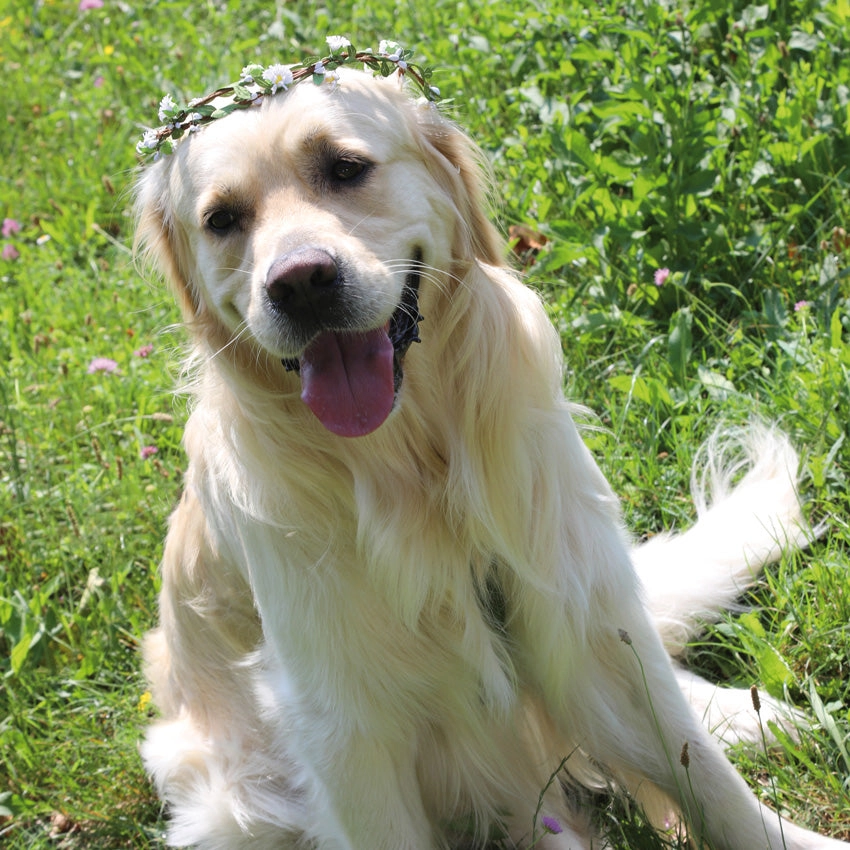 Verstellbare Blumenkrone für Hunde (ideal für Hochzeiten), 10cm, 18cm – Bild 3