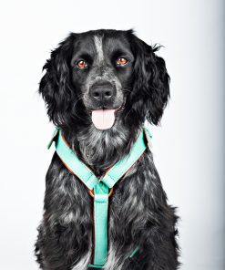 Leder-Geschirr „Avalon“, M