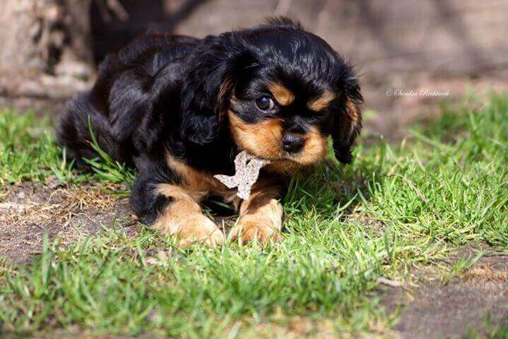 QCHEFS Sizzles, dünne Chips (stoppt Mundgeruch & Zahnstein löst sich) – Bild 4