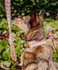 Hey Lana Premium Hundehalsband gepolstert, Rindsleder, gewebte Biobaumwolle, Neopren „Trés chic pink/beige, XS, S, M, L