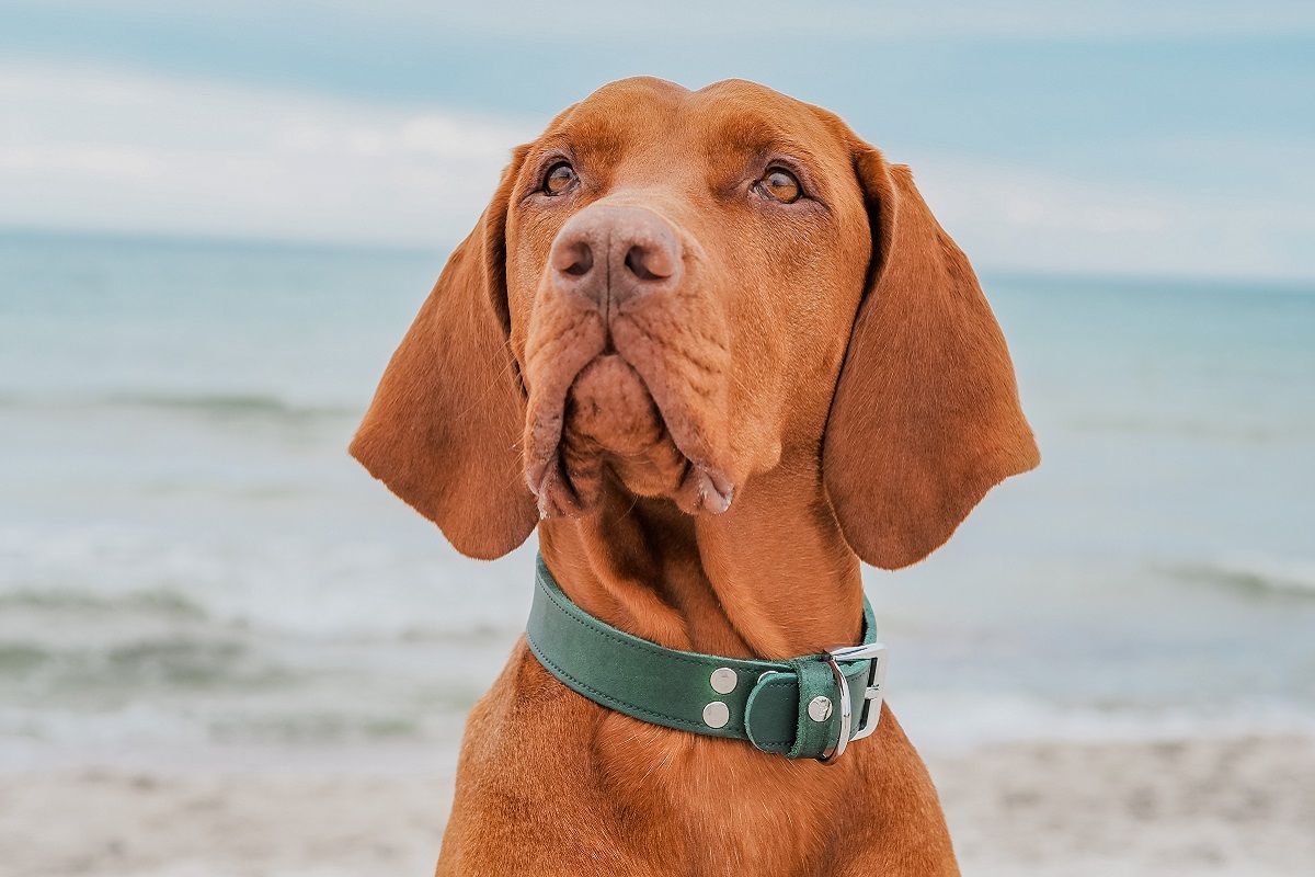 Das Lederband, Hundehalsband Weinheim, weich und anschmiegsam, gute Griffigkeit, Echtleder aus Deutschland, Hunting green (27-62) – Bild 3